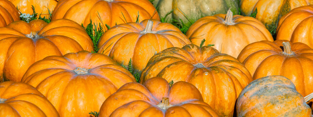 Full frame background of Pumpkins. Many Pumpkins on the hay. Autumn background. Halloween, Thanksgiving, Autumn, Harvest background. Horizontal banner