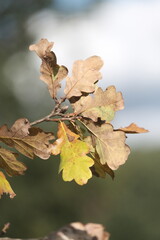 wild meadow flowers and tree on morning sunlight background. Autumn field and leaves