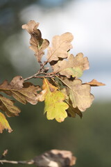 wild meadow flowers and tree on morning sunlight background. Autumn field and leaves