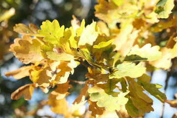 wild meadow flowers and tree on morning sunlight background. Autumn field and leaves