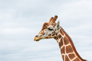 Close-Up Portrait of a Giraffe Head