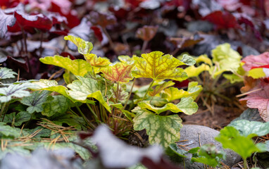 The geiker.A genus of perennial herbaceous plants of the Saxifrage family. heuchera hybrida 
