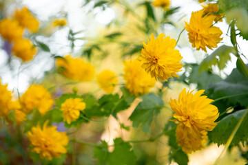 Bright yellow kerria japonica flowers blooming outdoors