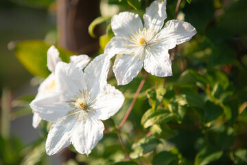 White clematis flowers blooming in a lush green garden