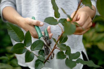 Woman hands pruning rose bush in garden