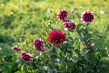 Vibrant red and white blooming dahlias in a garden