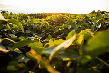 Soybean field with green leaves during sunset