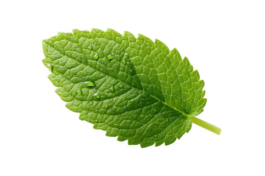 Close-up of fresh green mint leaf isolated on black background, cut out