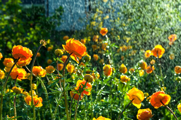 Trollius watering
