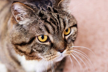 A detailed close up of a cats face showcasing its striking yellow eyes