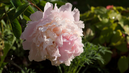 pink peony in the garden close up
