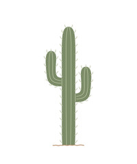Cactus with prickles. Desert spiny plant. Hand-drawn botanical colored flat vector illustration isolated on white background.