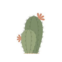 Green cactus. Two blooming cacti. Hand-drawn botanical colored flat vector illustration isolated on white background.