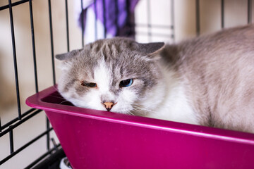 A fluffy cat is comfortably laying in a pink litter box inside a cage