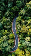 A winding road snakes through a vibrant green forest canopy, showcasing a scenic natural pathway.