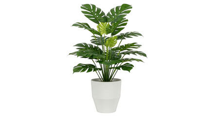 Fototapeta premium Monstera deliciosa plant in a white pot, isolated on transparent background