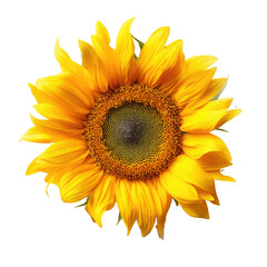 Fototapeta premium A vibrant, single sunflower with bright yellow petals and a dark brown center, isolated on a transparent background. background removed