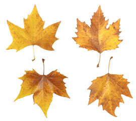 Feuilles de platane morte en automne