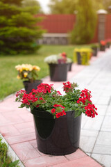 Blooming bright red flowers in a pot on the paving stones at home