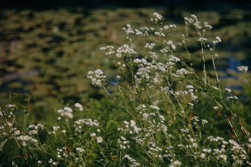 Amazing wildlife, sunny day, small daisy flowers