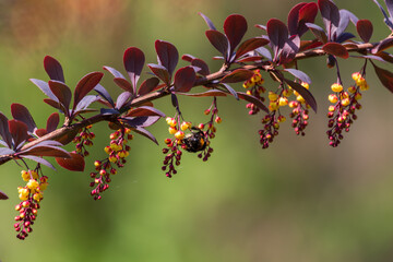 Colorful flower bush in the sun. Nice bokeh