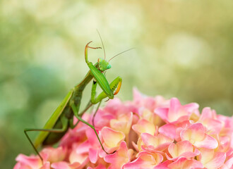 A green insect mantis sits on pink flowers of a garden hydrangea and washes its spiked paws.