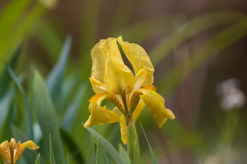 Yellow iris flower in green leaves background