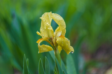 Yellow iris flower in green leaves background