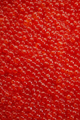 Close-up of red salmon caviar texture. Detailed close-up view of red salmon caviar texture with shiny eggs.
