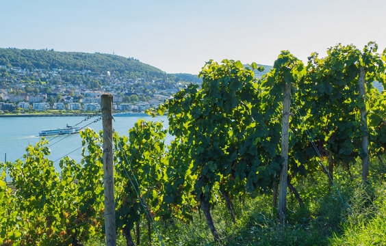 Blick durch Reben auf Rhein R&uuml;desheim