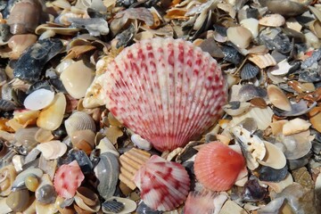Beautiful colorful seashells on the beach in Atlantic coast of North Florida, closeup