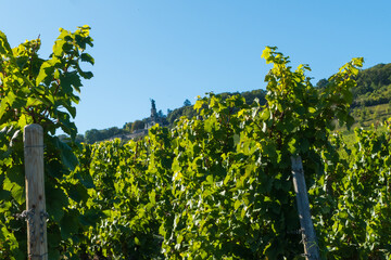 Blick durch Reben auf Niederwalddenkmal Rüdesheim 