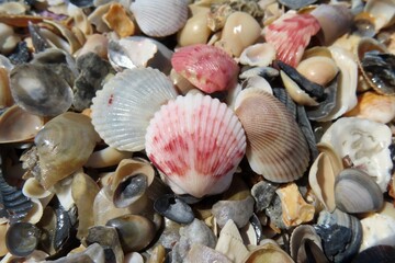 Beautiful colorful seashells on the beach in Atlantic coast of North Florida, closeup