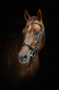 Beautiful english thoroughbred stallion portrait
