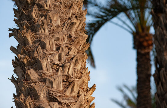 Closeup part of a palm tree trunk