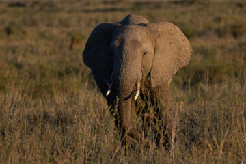 Naklejka premium Big african elephant walking in the african bush