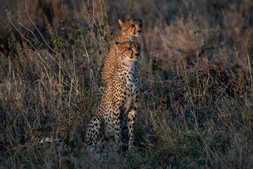 Cheetah family colorful close up in African savannah at sunset in the patent hunting game