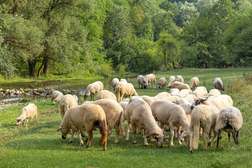 Fototapeta premium Sheep herd grazing on lush green pasture next to a shallow river, surrounded by trees on a sunny day