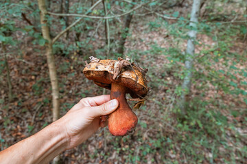 Foraging hand holding a fresh wild bolete mushroom against a green forest background. Finding edible fungi in nature