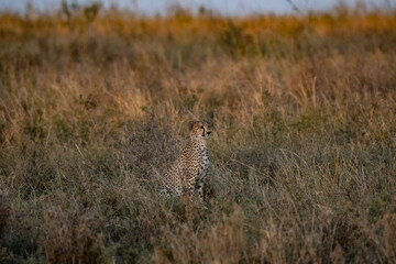 Cheetah colorful close up hidden in African savannah at sunset in the patent hunting game