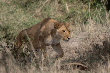 Powerful lioness walking in the bush