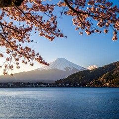 Fototapeta premium Cherry blossoms frame Mt. Fuji