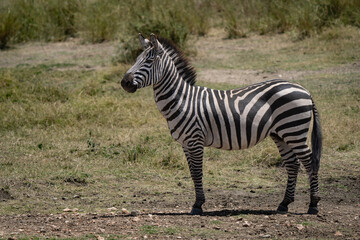 Naklejka premium Plains zebra (Equus quagga, Equus burchellii) in Tanzania. It is the most common and geographically widespread species of zebra