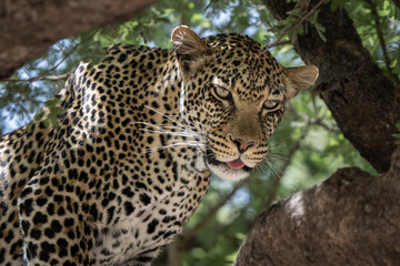 Leopard intense portrait hidden on a tree in African national park with typical rosette fur