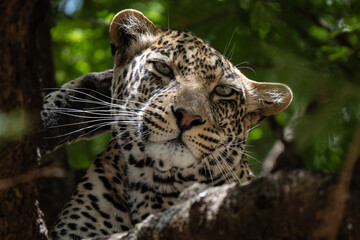 Leopard intense portrait hidden on a tree in African national park with typical rosette fur © Riccardo Rolfini