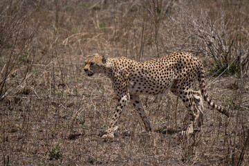Cheetah walking in African savannah preparing the hunt session