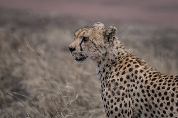 Cheetah intense portrait in African savannah showing classic black tear marks 