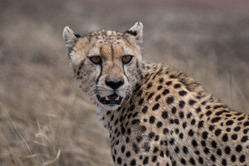 Cheetah intense portrait in African savannah showing classic black tear marks 