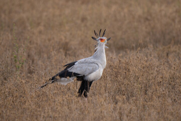 Secretary bird hunting snakes in African grasslands of Serengeti in Tanzania