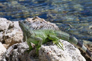 South Beach è un vivace quartiere situato all'estremità meridionale di Miami Beach. Nota per le sue splendide spiagge, l'architettura Art Déco e la vivace vita notturna